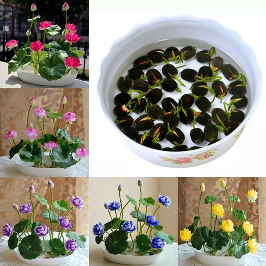 60 Seeds/Bowl Lotus & Water Lily Seeds - Mixed Colors, Annual Blooms for Home Ornamentation, Aquatic Beauties for Ponds