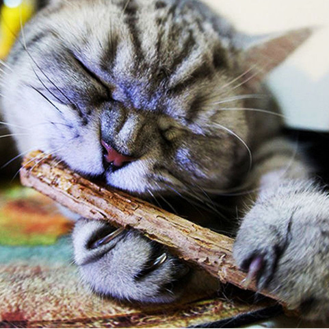5 Pcs Matatabi Toys Catnip Chew Toy for Pet Kitten - Hiccupzz