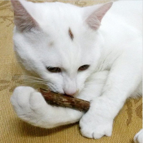 5 Pcs Matatabi Toys Catnip Chew Toy for Pet Kitten - Hiccupzz