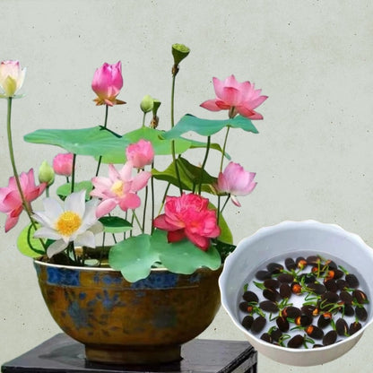60 Seeds/Bowl Lotus & Water Lily Seeds - Mixed Colors, Annual Blooms for Home Ornamentation, Aquatic Beauties for Ponds