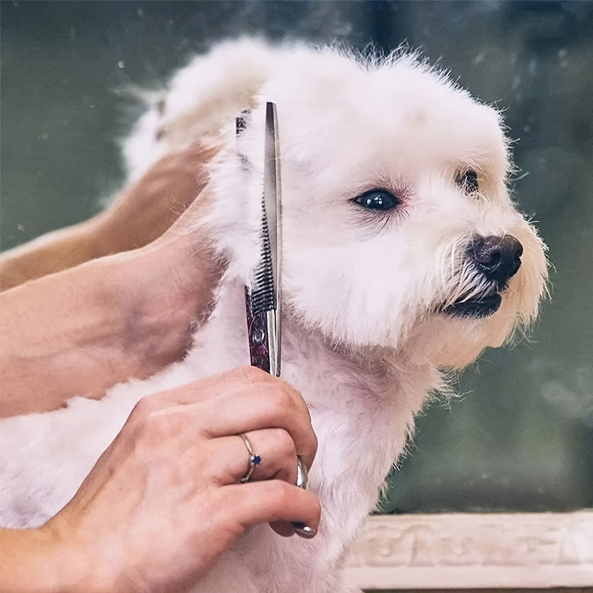 1 Pc/2pcs Professional Curved Dog Grooming Scissors – 1/2 Piece Set for Trimming and Cutting Dog Hair - Hiccupzz