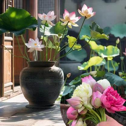 60 Seeds/Bowl Lotus & Water Lily Seeds - Mixed Colors, Annual Blooms for Home Ornamentation, Aquatic Beauties for Ponds