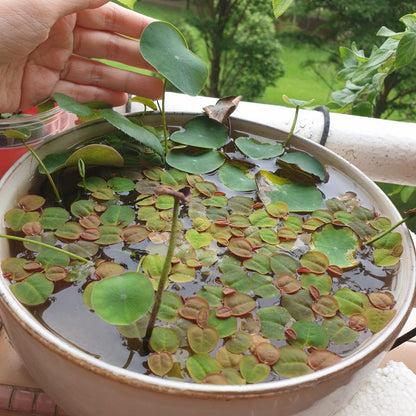 60 Seeds/Bowl Lotus & Water Lily Seeds - Mixed Colors, Annual Blooms for Home Ornamentation, Aquatic Beauties for Ponds