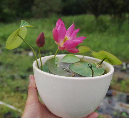 60 Seeds/Bowl Lotus & Water Lily Seeds - Mixed Colors, Annual Blooms for Home Ornamentation, Aquatic Beauties for Ponds